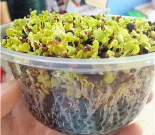 學(xué)會(huì)從4個(gè)方面來辨別生物有機(jī)肥(圖1) 生物有機(jī)肥