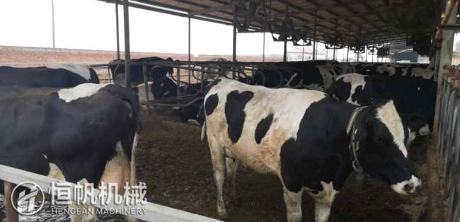 鄭州恒帆機械為溫縣客戶實地規劃年產三萬噸牛糞有機肥生產線項目(圖2) 牛糞有機肥生產